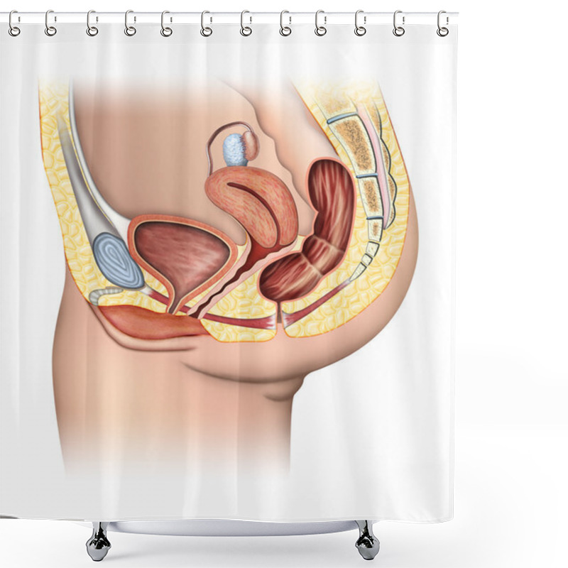 Personality  Female Reproductive System Shower Curtains