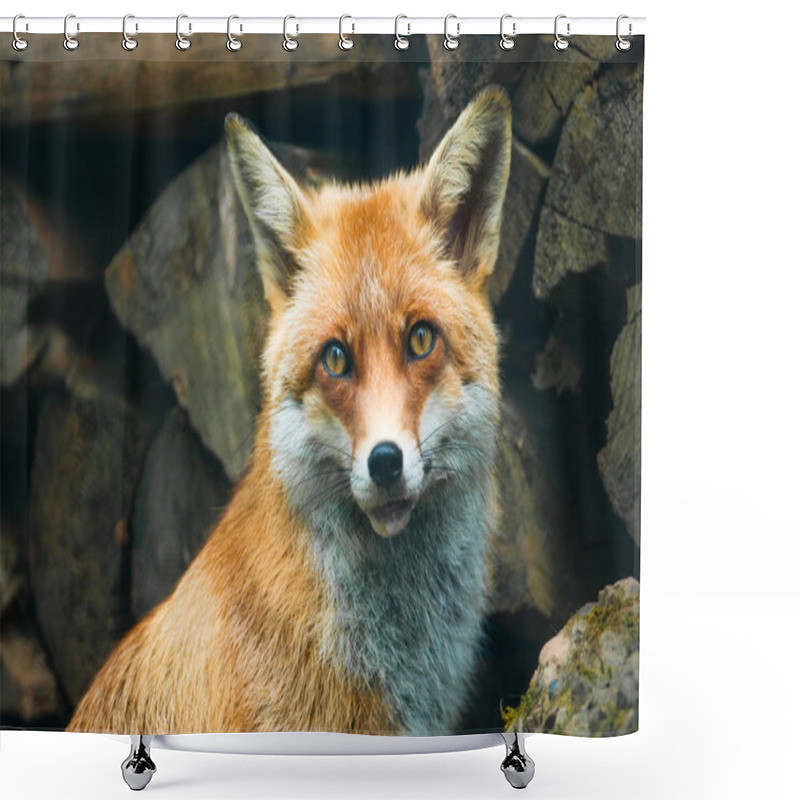 Personality  Red Fox Shower Curtains