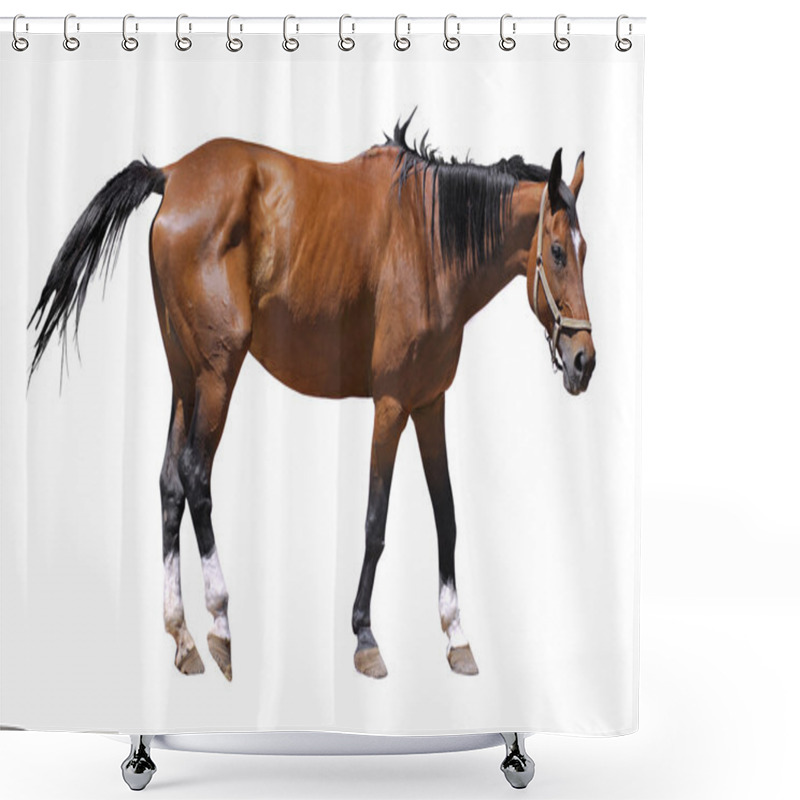 Personality  Isolated Brown Horse Shower Curtains