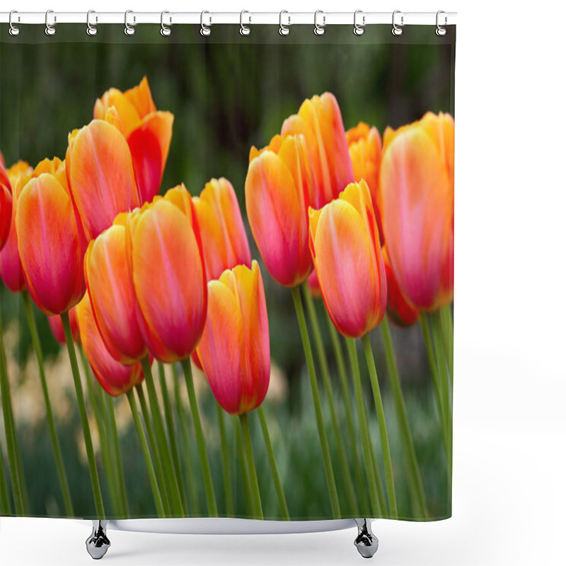 Personality  Tulips Shower Curtains