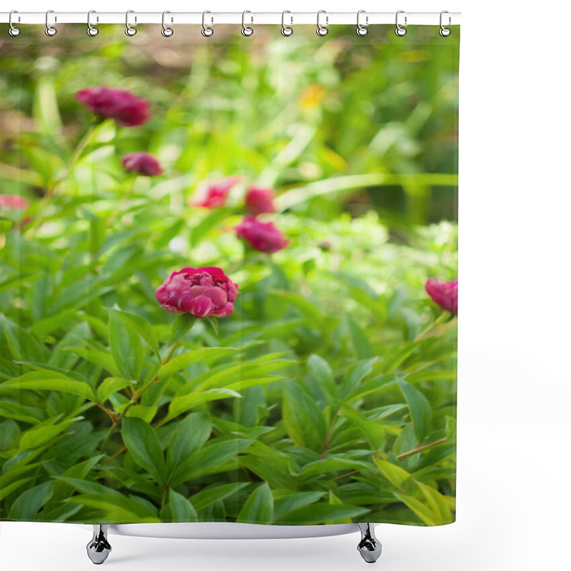 Personality  Vibrant Peony Blossoms In A Lush Garden Setting During Springtime Bloom Shower Curtains