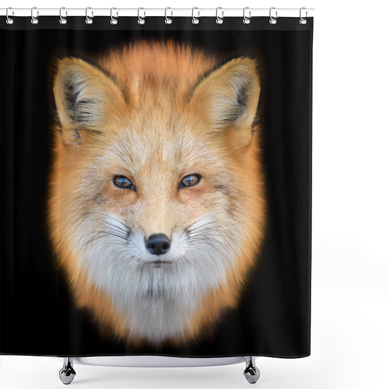 Personality  Portrait Red Fox, Vulpes Vulpes, Beautiful Animal On Black Background. Wildlife Nature Shower Curtains