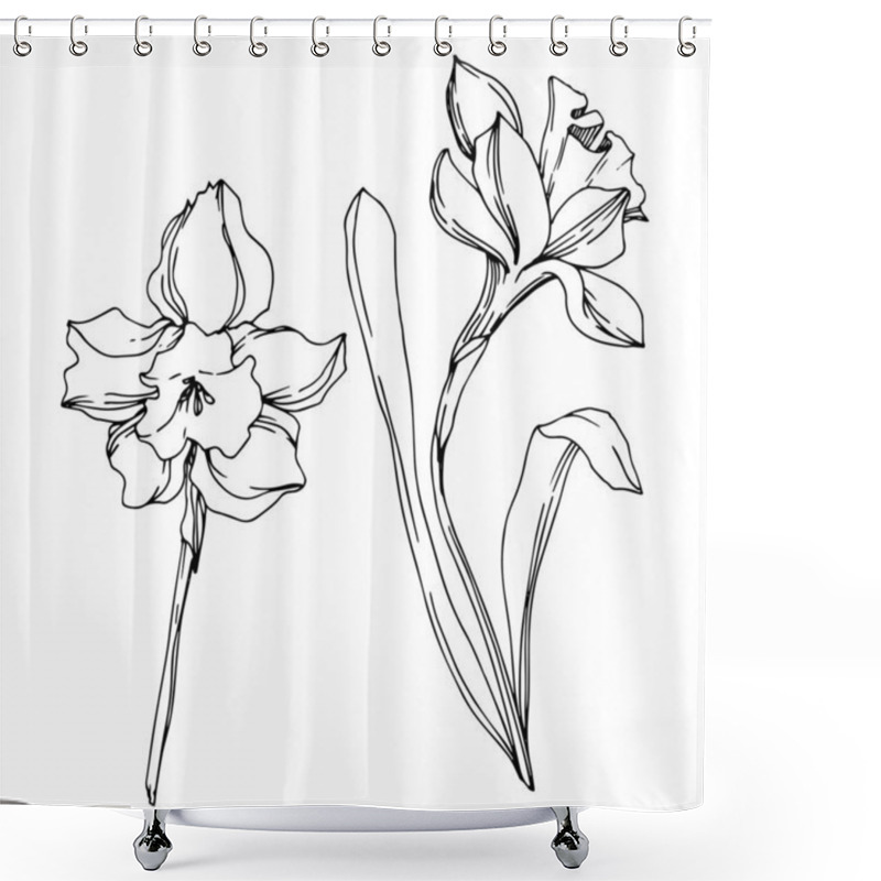 Personality  Vector Narcissus Floral Botanical Flower. Black And White Engraved Ink Art. Isolated Narcissus Illustration Element. Shower Curtains