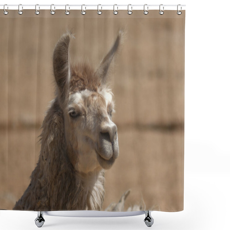 Personality  Portrait Of A Funny Llama, Shower Curtains