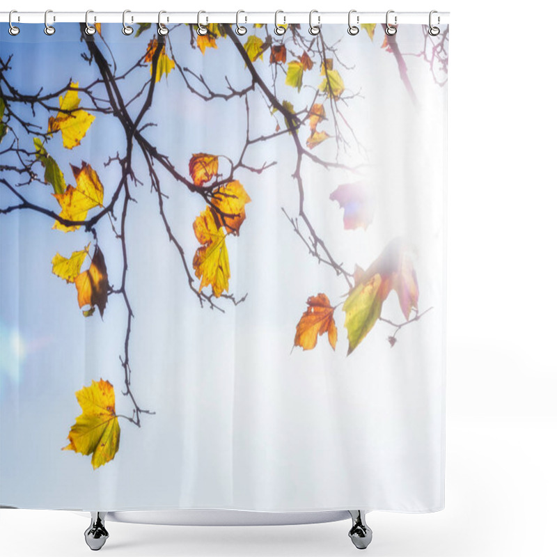 Personality  Autumn Yellow Leaves Backlit Over Clear Blue Sky. Shower Curtains