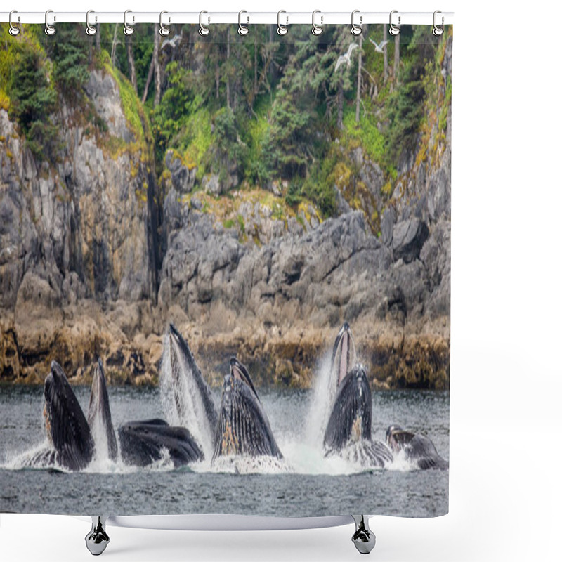 Personality  Humpback Whales Above Water Surface Shower Curtains