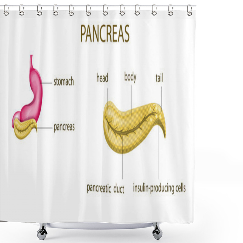 Personality  Anatomy Of The Pancreas,stomach Shower Curtains