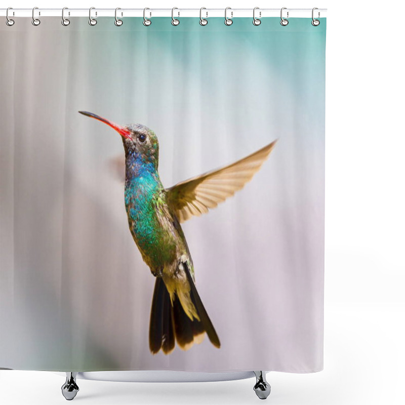 Personality  Broad Billed Hummingbird. Shower Curtains