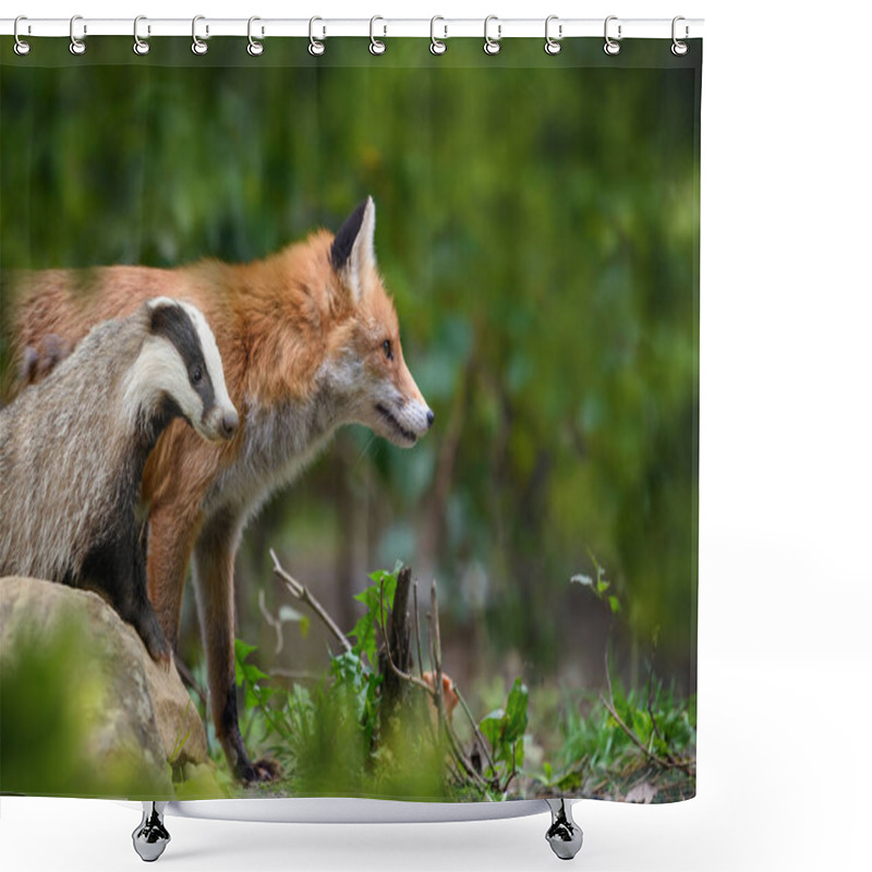 Personality  Red Fox, Vulpes Vulpes And Badger, Beautiful Animal On Green Vegetation In The Forest, In The Nature Habitat. Wildlife Nature, Europe Shower Curtains