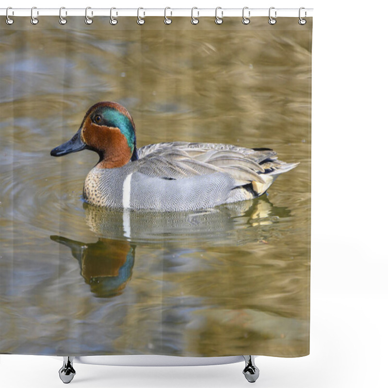 Personality  Beautiful Green Winged Teal Male Duck Swimming In The Lake. The Bird Displaying It's Stunning Green And Orange Head . Yellow Water. Nice Reflection Shower Curtains