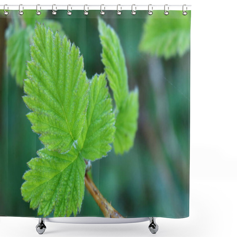 Personality   Leaves Of Raspberry. Shower Curtains