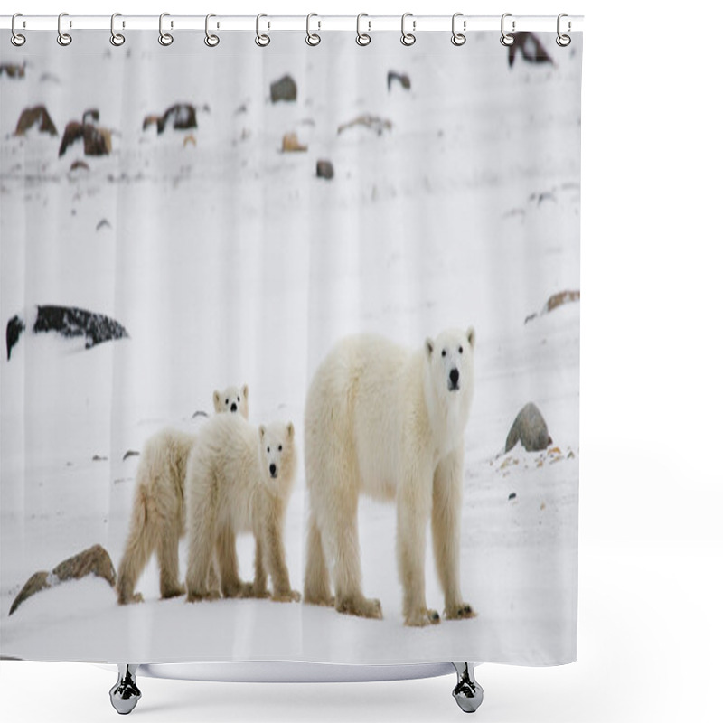 Personality  Three Polar Bears Shower Curtains