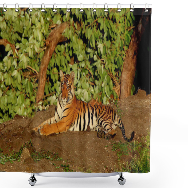 Personality  Tigress, Panthera Tigris, Bandipur National Park, Karnataka, India Shower Curtains