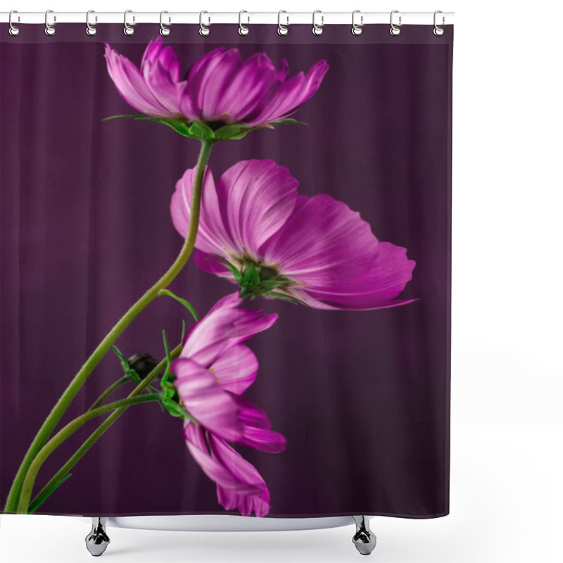 Personality  Cosmos Flower Isolated On A Textured Purple Background Shower Curtains