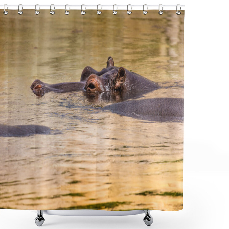 Personality  African Hippo In Their Natural Habitat. Kenya. Africa. Shower Curtains