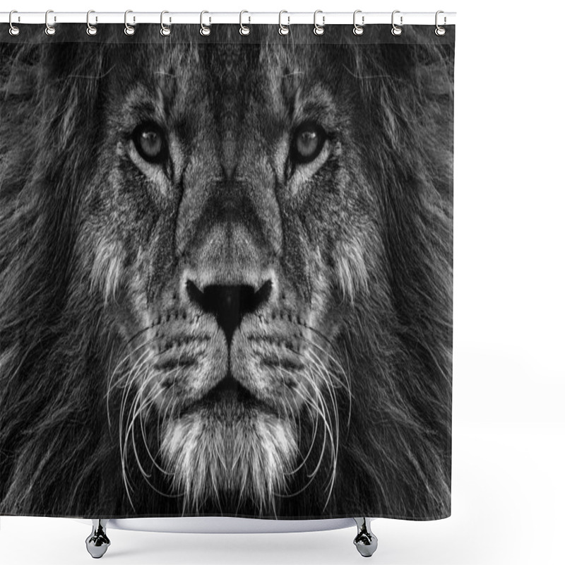 Personality  Portrait Of Beautiful African Lionin Black And White. Shower Curtains