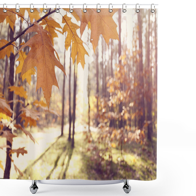 Personality  Sunny Autumn Morning In The Forest Shower Curtains