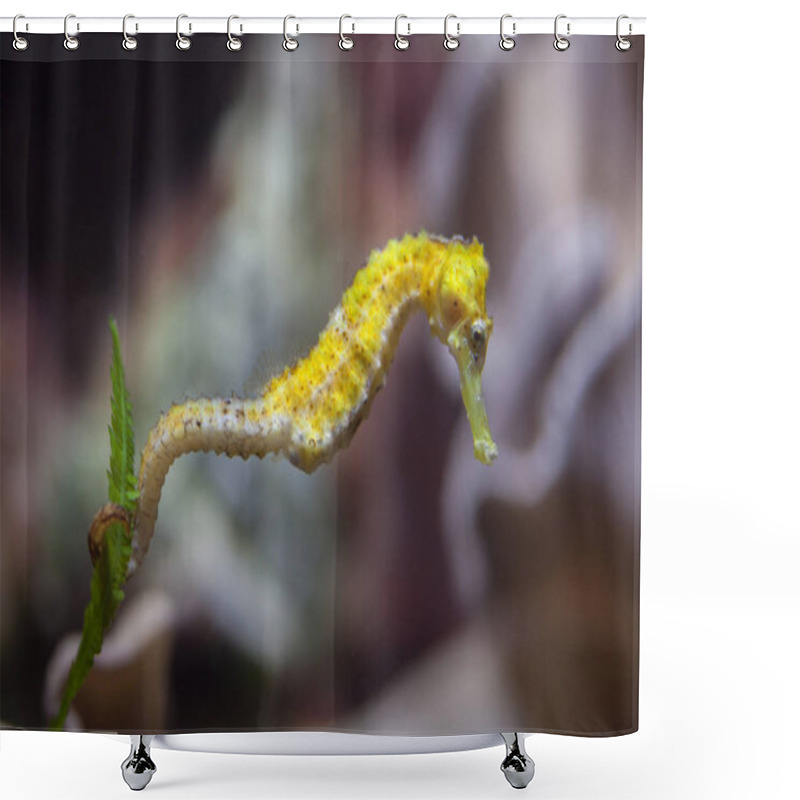 Personality  Slender Seahorse (Hippocampus Reidi). Shower Curtains