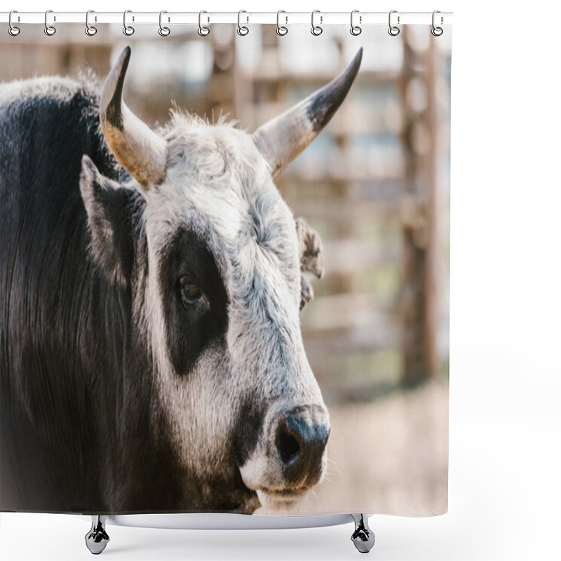 Personality  Close Up View Of Domesticated Bull At Zoo Shower Curtains