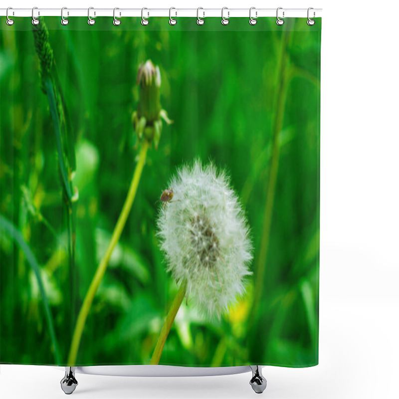 Personality  A Delicate Dandelion Puff Stands Out Amidst Lush Green Grass, Illuminated By Sunlight. Nearby, A Budding Dandelion Prepares To Bloom. Nature's Beauty Captivates In This Serene Setting. Shower Curtains