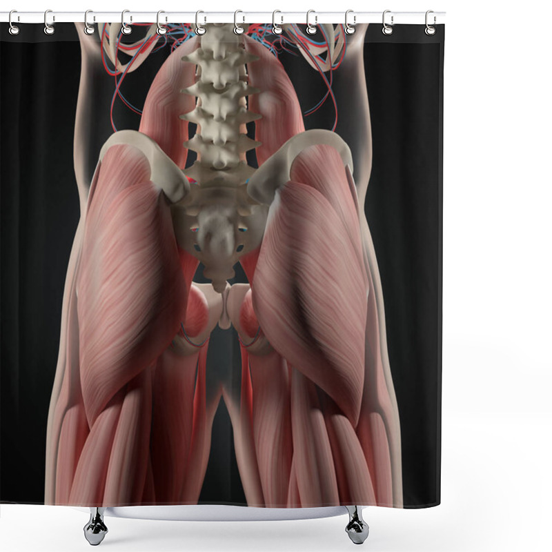 Personality  Human Spine And Pelvis Anatomy Model Shower Curtains