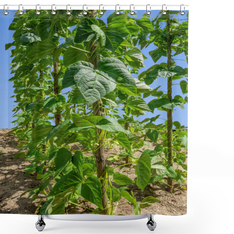 Personality  Some Pole Bean Plants In Sunny Ambiance Shower Curtains