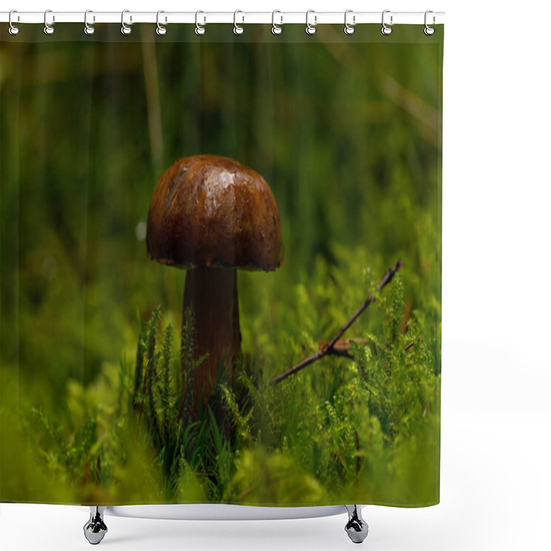 Personality  Beautiful Mushroom In The Forest Shower Curtains