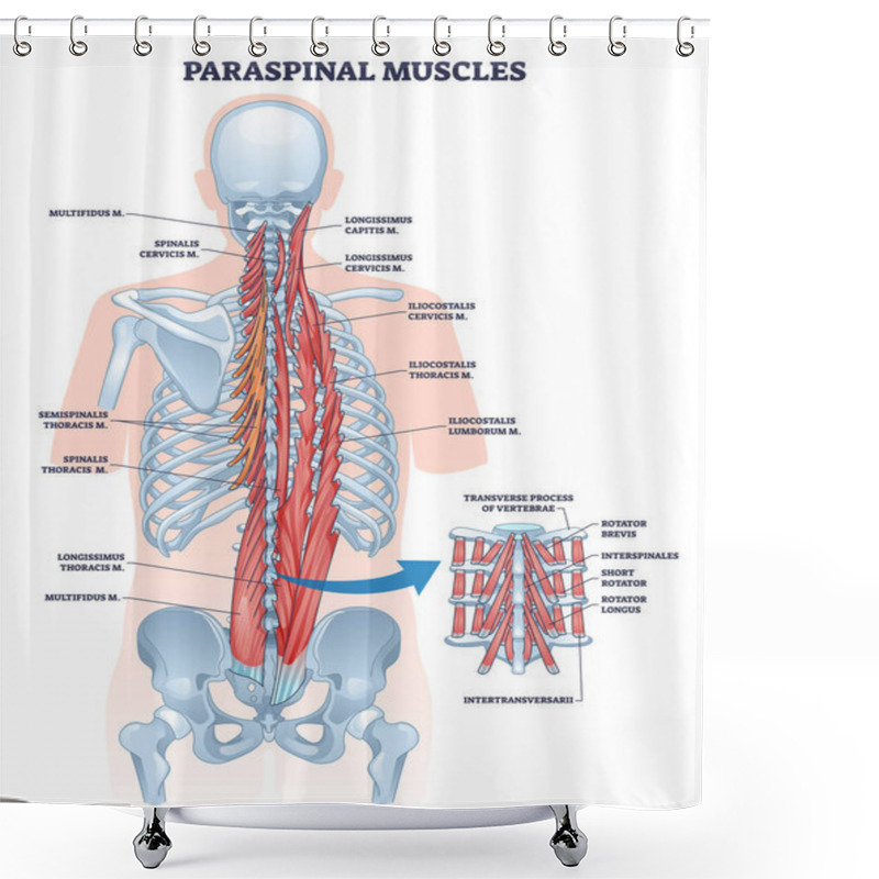 Personality  Paraspinal Muscles As Erector Spinae Or Back Muscular System Outline Diagram. Labeled Educational Vertebrae Movement And Support Anatomy Vector Illustration. Spinal And Torso Backview Detailed Model. Shower Curtains