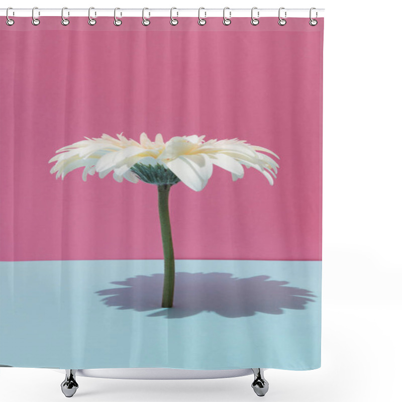 Personality  White Daisy Flower On Pastel Background. Minimal Nature Concept. Shower Curtains