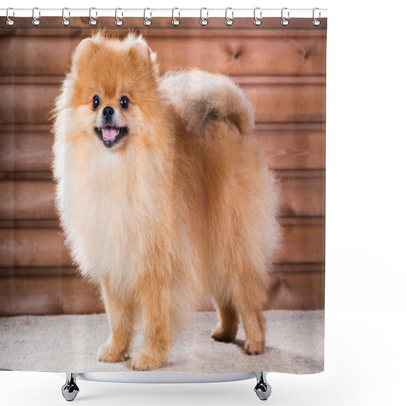 Personality  Portrait Pomeranian Dog Shower Curtains