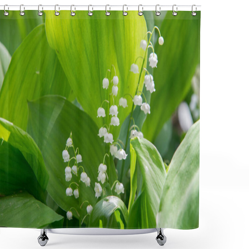 Personality  Ily Of The Valley A Widely Cultivated European Plant Of The Lily Family, With Broad Leaves And Arching Stems Of Fragrant, Bell-shaped White Flowers. May-lily Shower Curtains