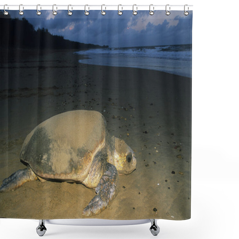 Personality  Leatherback Turtle On Beach Shower Curtains