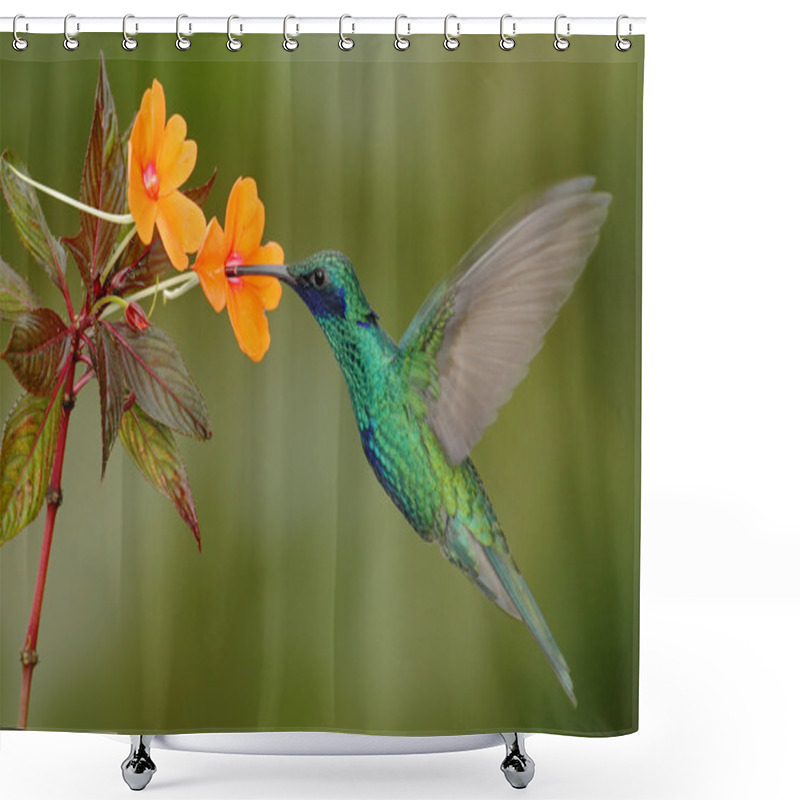 Personality  Green And Blue Hummingbird Shower Curtains