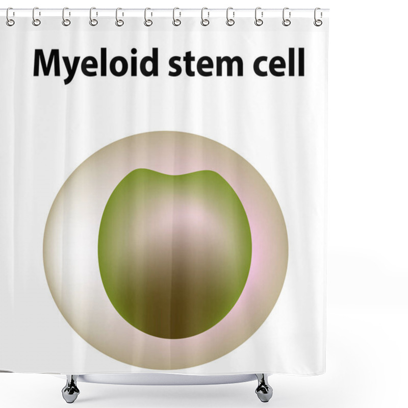 Personality  The Structure Of Platelets. Platelets Are A Blood Cell. Myeloid, Stem, Cell, Megakaryocyte, Megakaryoblast. Infographics. Illustration On Isolated Background. Shower Curtains