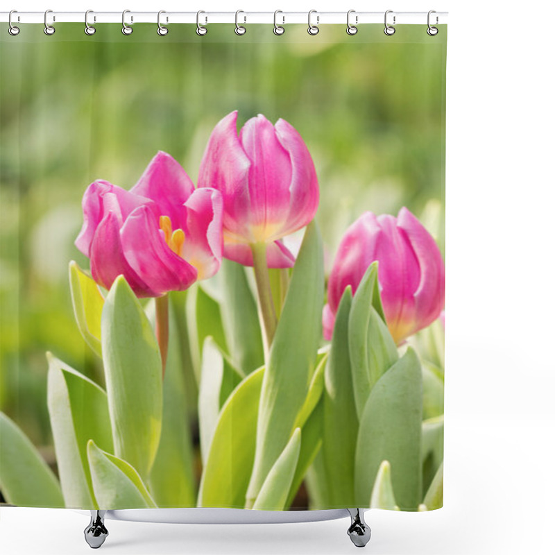 Personality  Pink Tulips In The Garden With Dof Shower Curtains