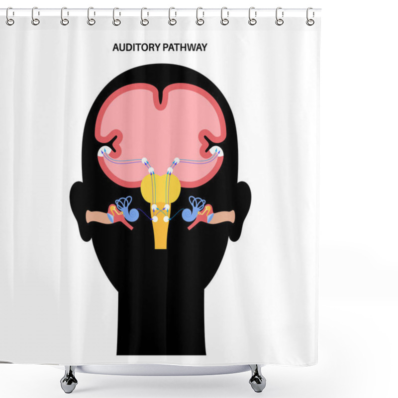 Personality  Auditory Pathway Diagram Shower Curtains