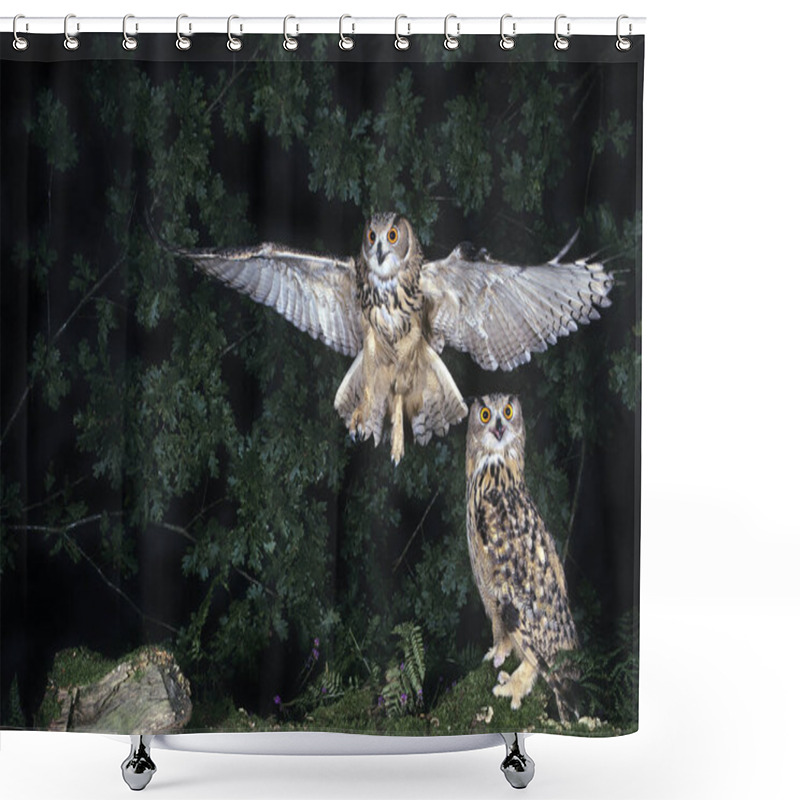 Personality  European Eagle Owl, Asio Otus, Adult In Flight, Landing   Shower Curtains