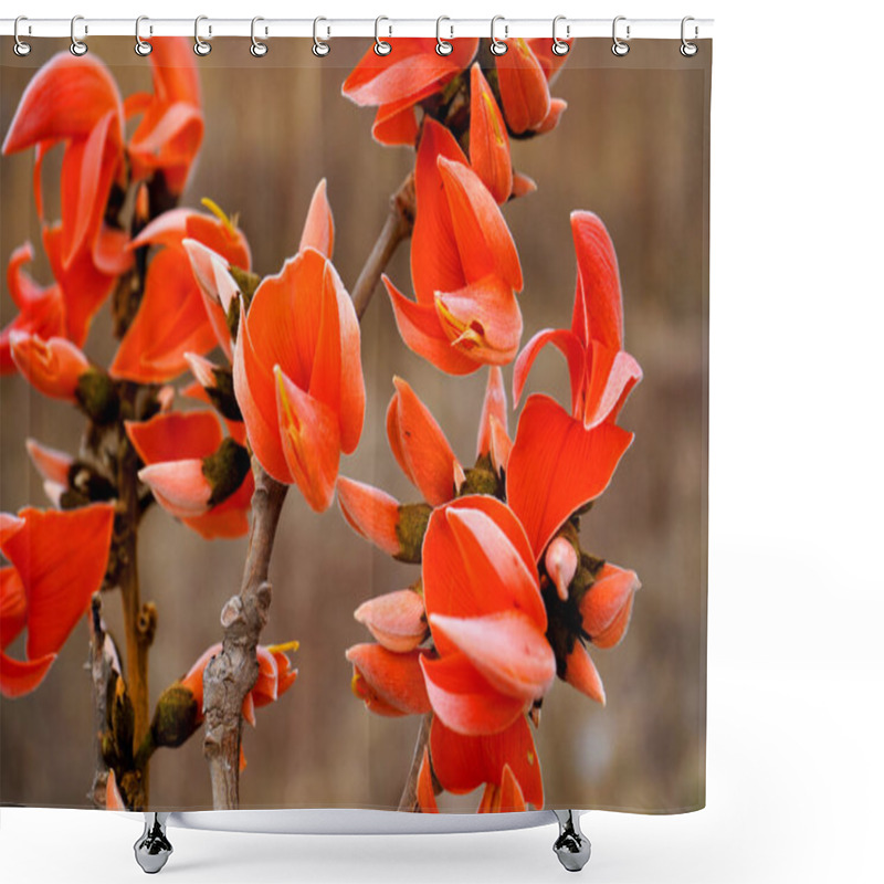 Personality  Butea Monosperma Or Palash Flower Shower Curtains