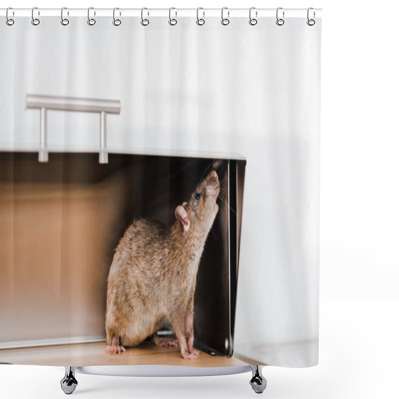 Personality  Little Rat In Bread Box In Kitchen  Shower Curtains