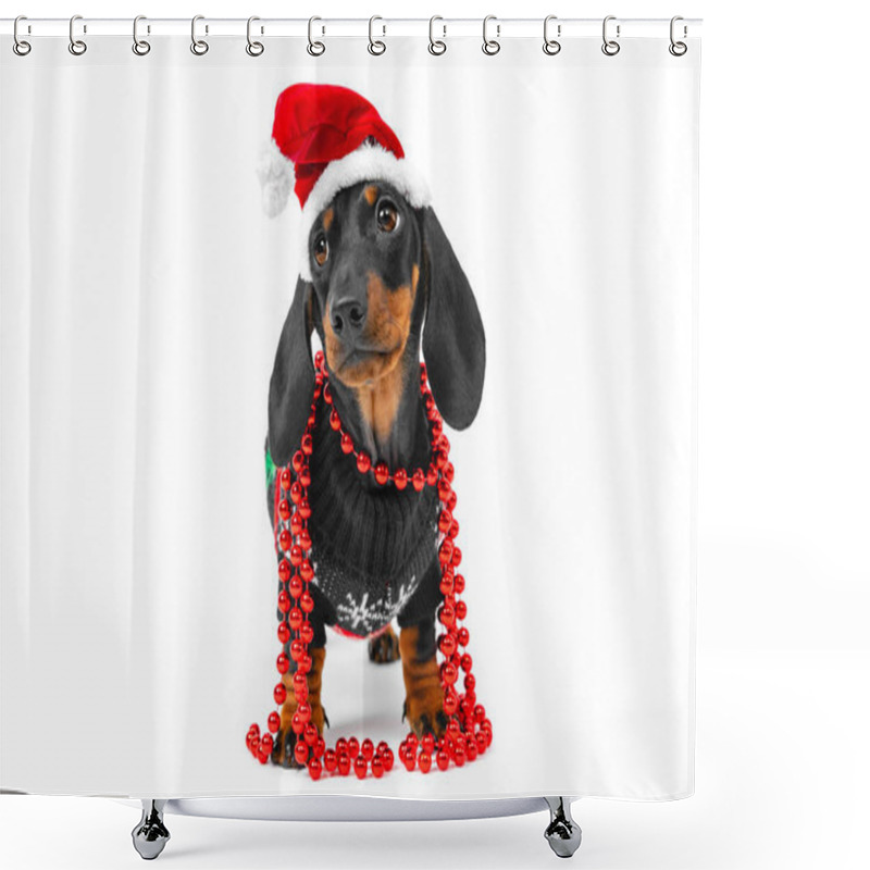 Personality  Cute Little Puppy Dachshund Wearing Santa Claus Red And White Hat, Wrapped With Christmas Beads, Wearing Christmas Pullover With Deers, Standing On White Background. Copy Space Shower Curtains