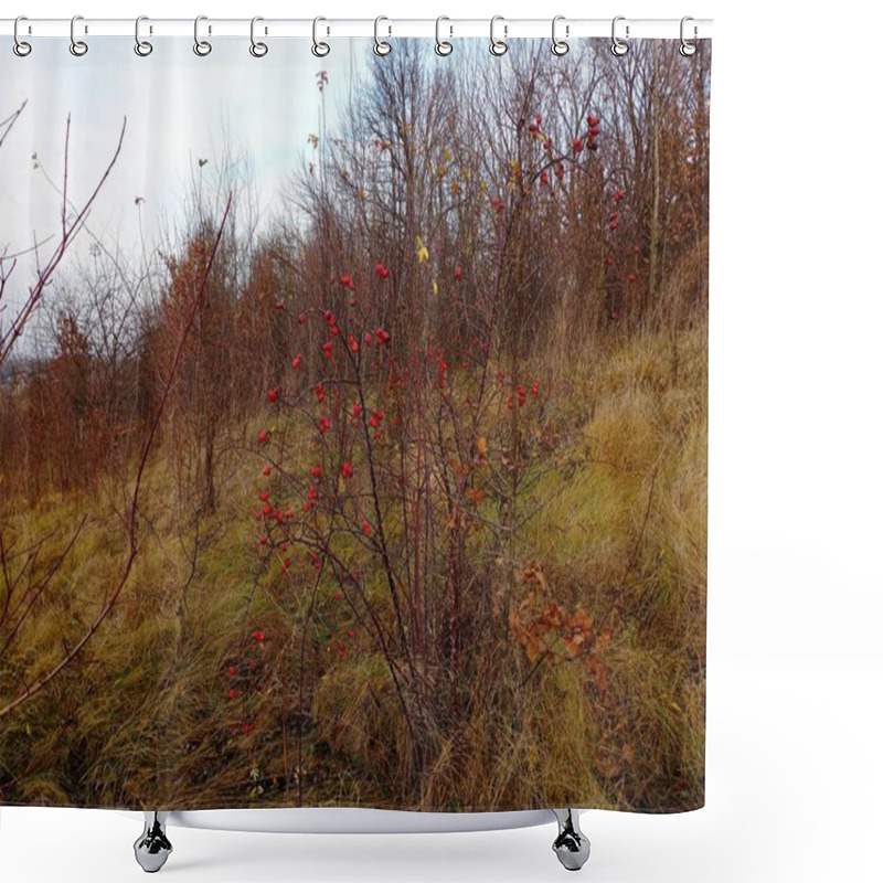 Personality  A Rosehip Bush On A Grassy Hillside In Autumn With Small Red Berries On Thorny Branches. Shower Curtains