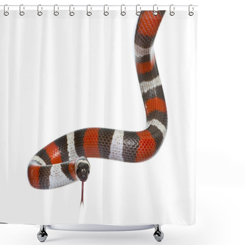 Personality  Pueblan Milk Snake Or Campbell's Milk Snake Shower Curtains