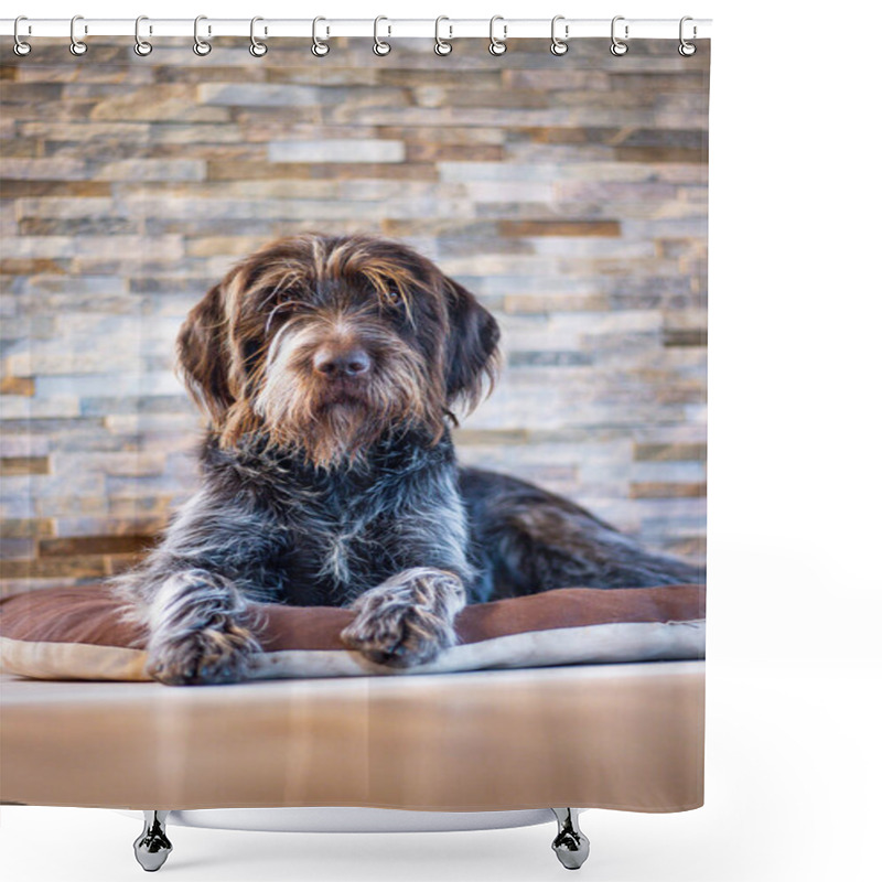 Personality  Portrait Of Hunting Dog With Noble Expression Sitting Like Sphinx On His Pillow. Bohemian Wire-haired Pointing Griffon Rests Inside Barracks. Set Sail Champagne And Antique White Tones. Dog Protector. Shower Curtains