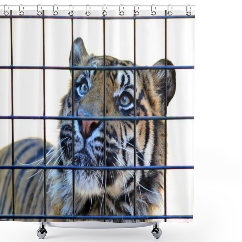 Personality  Sumatran Tiger Shower Curtains