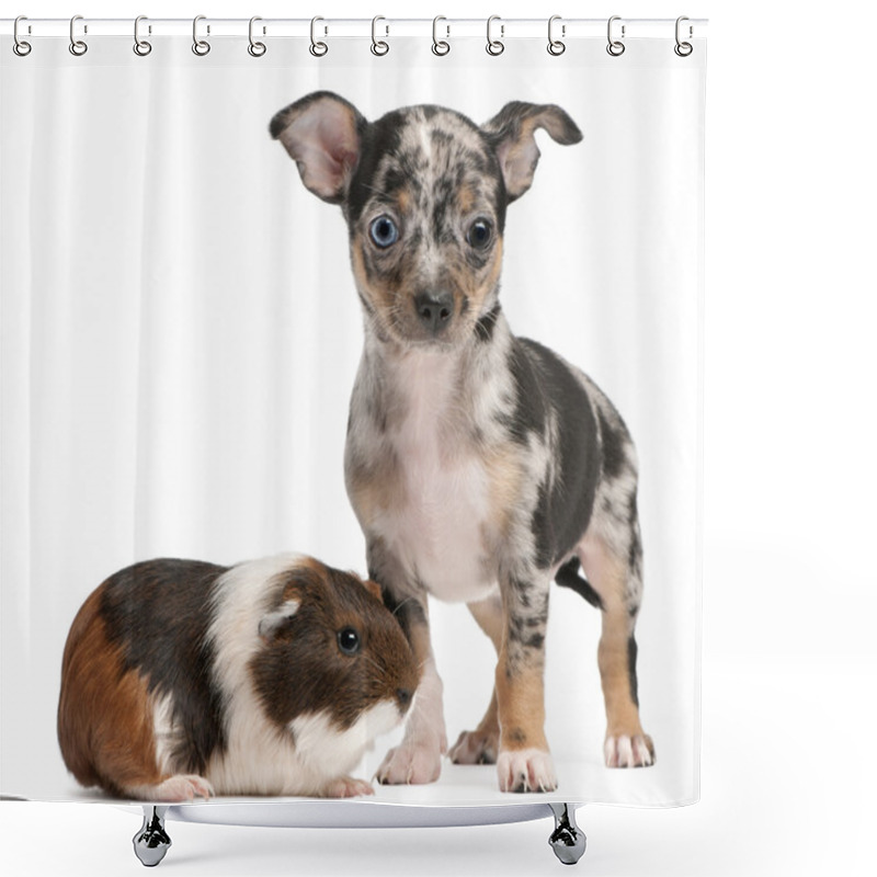 Personality  Chihuahua Puppy With A Guinea Pig In Front Of White Background Shower Curtains