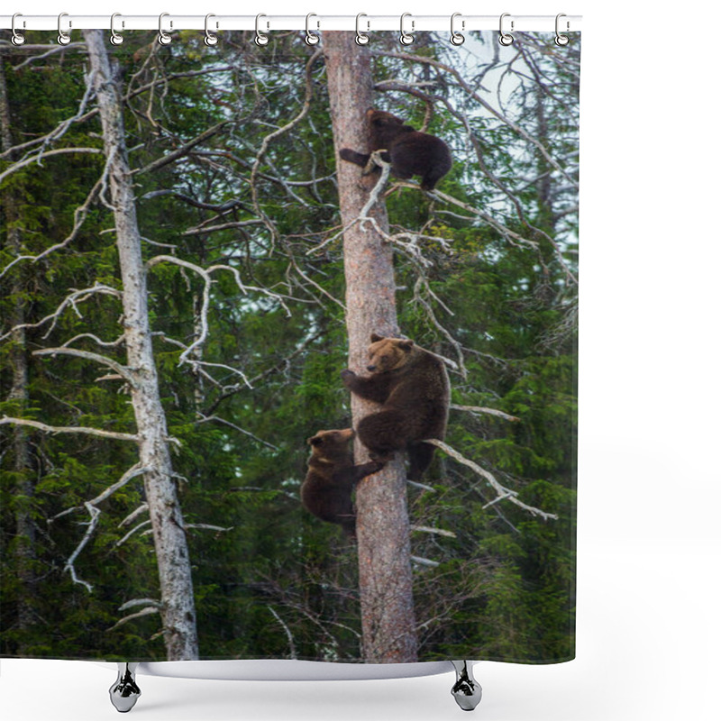 Personality  Brown Bear, Scientific Name: Ursus Arctos. She-bear And Bear-cubs Having Scented Danger, Got On A  Pine Tree. Spring Forest. Natural Habitat.  Shower Curtains