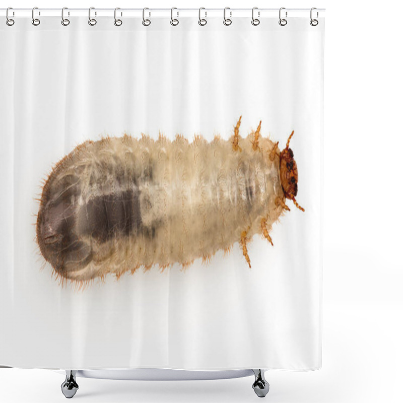 Personality  Larva Of A May Beetle Isolated On A White Background. Larva Of Cockchafer. Shower Curtains