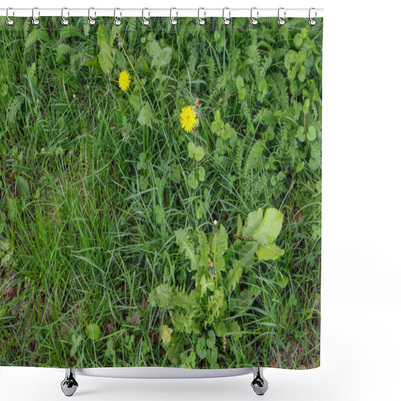 Personality  Dandelions In A Field Of Green Grass And Leaves Shower Curtains