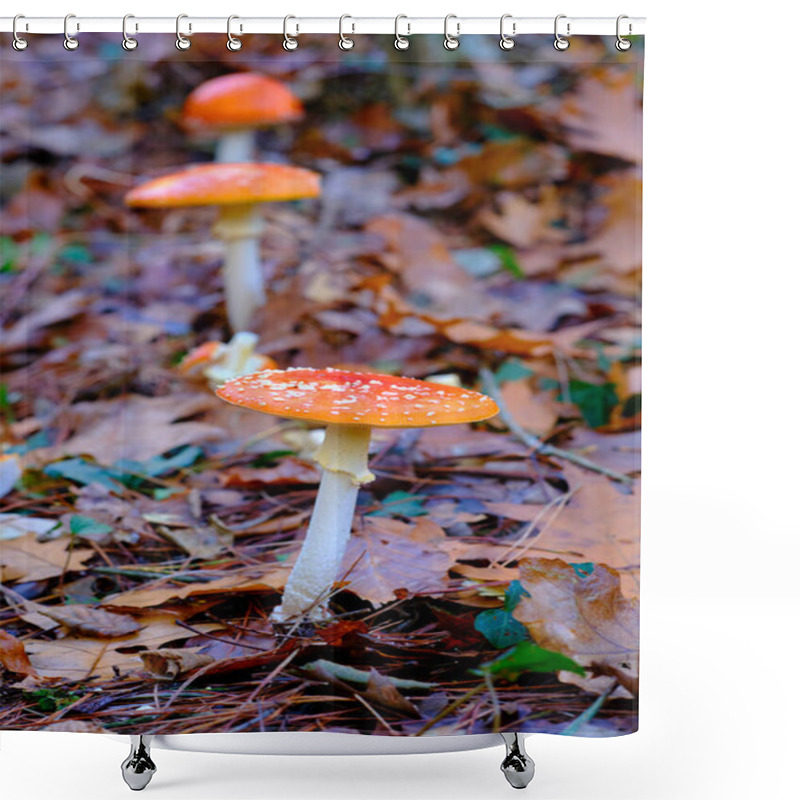 Personality  Close-up Of Two Amanita Muscaria Or Fly Agaric Mushrooms With Orange Caps And White Spots, Growing Among Fallen Leaves In An Oak Forest In Ucieda, Cabuerniga Valley, Cantabria, Spain. Shower Curtains