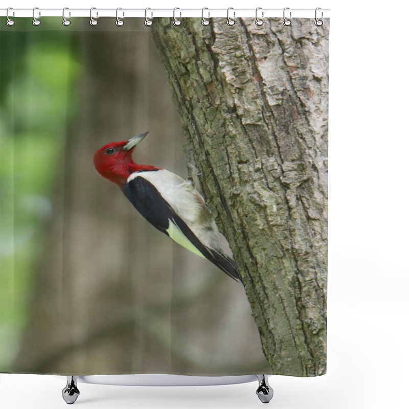 Personality  Red-headed Woodpecker (melanerpes Erythrocephalus) Shower Curtains